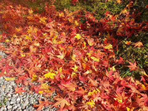 広角レンズのためボケずに撮れてる