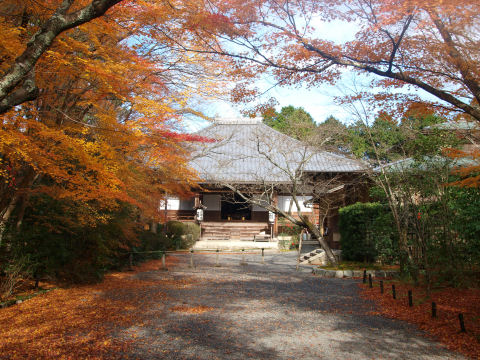 黄色い紅葉もいいよね