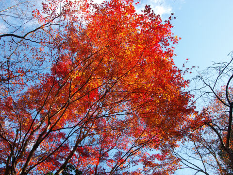 やはり青い空に紅葉は映える