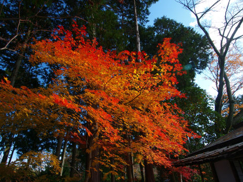 茶屋の上の紅葉