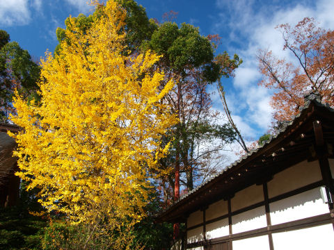 街路樹のイチョウよりも大きい