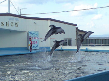 携帯電話のカメラは換算28mmの広角レンズ．それで撮影した写真をトリミングしたのがこの画像ですが，結構いい画質で撮れていますよね．そこからもわかる通り，席とプールは大分近いです．なので，望遠レンズじゃなくても標準ズームで十分撮れそうです．次はどうしようか・・・