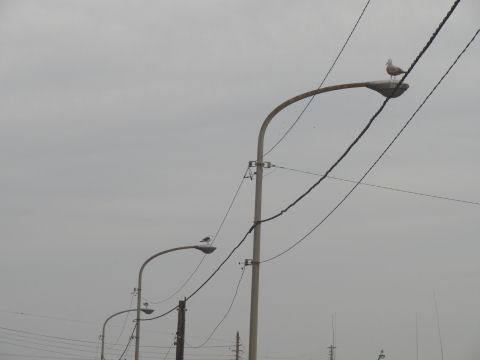 じっとしている