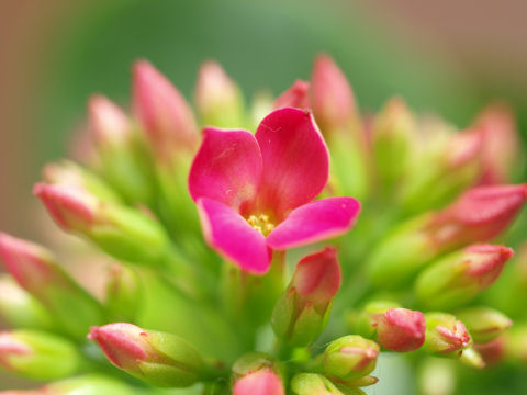 ホコリついてたorz