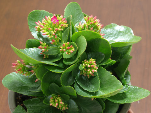 そりゃ咲いていくのでしょう