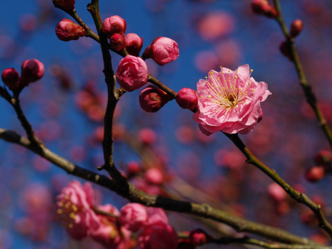 さすがに花開いているのは少ない