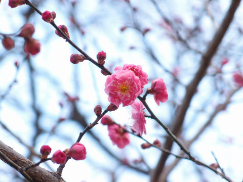 咲いてるとは思わなかった