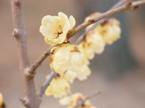 最初は遠くから見てもわからんかった