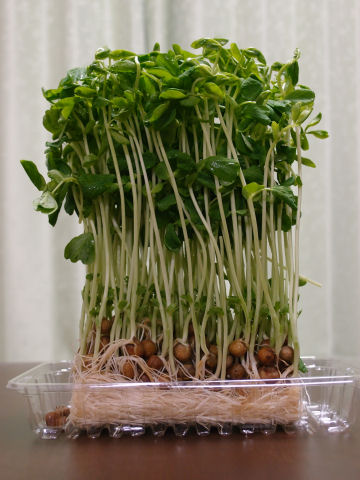 ぎっしりつまってる