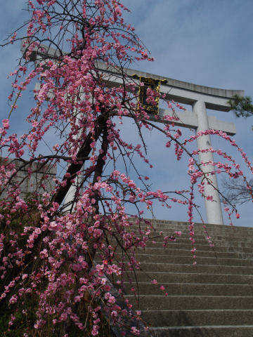 この日は残念ながらうす曇り