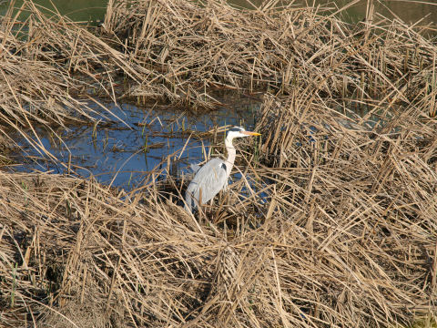 京都ではよく見かける
