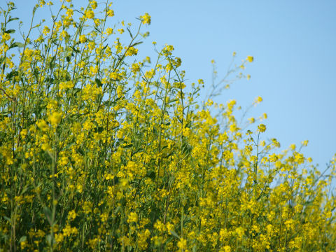 もうちょっと近寄りたかったが，足場がなく断念