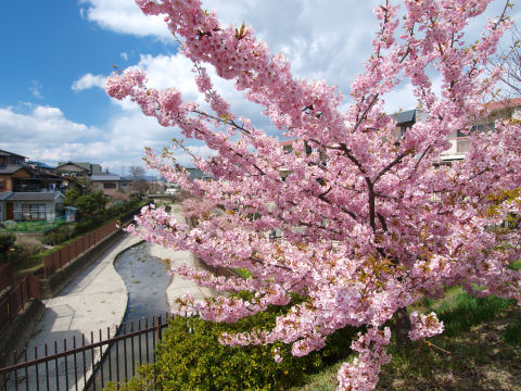 淀新町バス停のそば