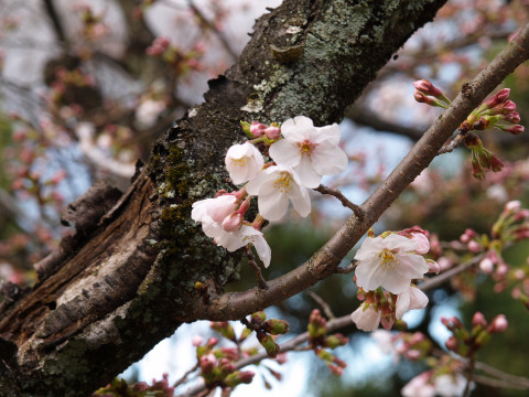 写真で見ると青空なのだが・・・