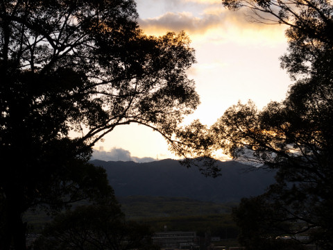 木がなければいい眺め