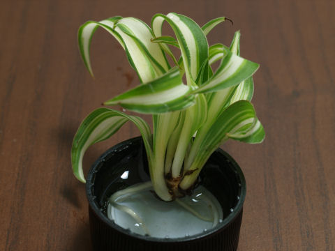 なぜ端っこから