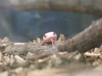 この3つに分かれる舌とか