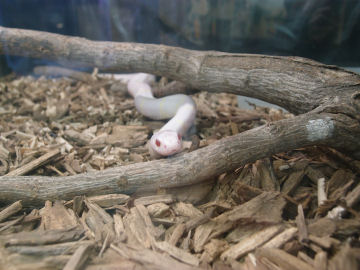 でも受け付けない人もいるんだろな