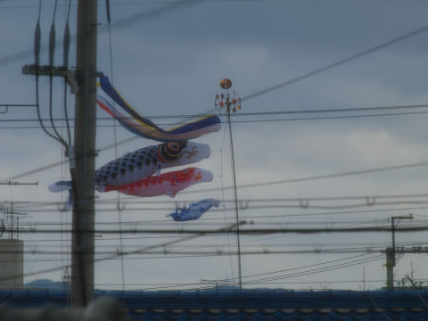 強風でめちゃくちゃ泳いでる