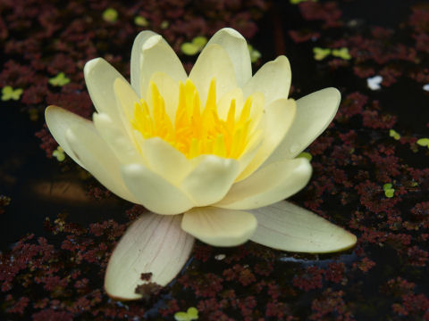 ひとつだけあった