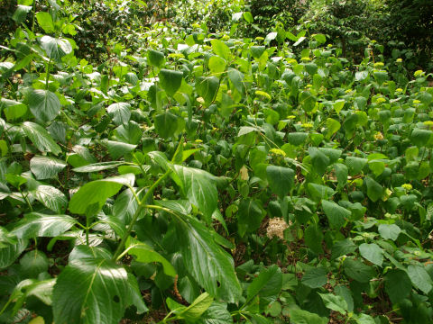 よく言えばワイルド