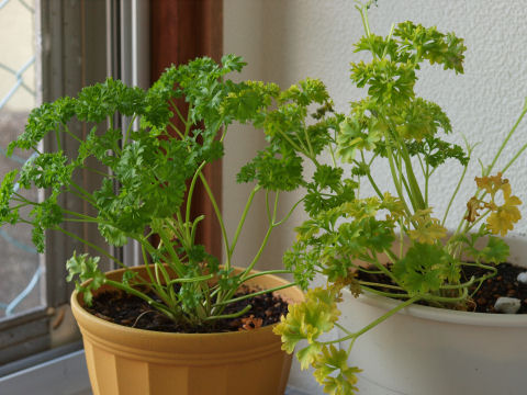 東側の葉がない枝は摘んで食べたやつ