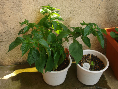 さっきはすんごくぐったりしてた