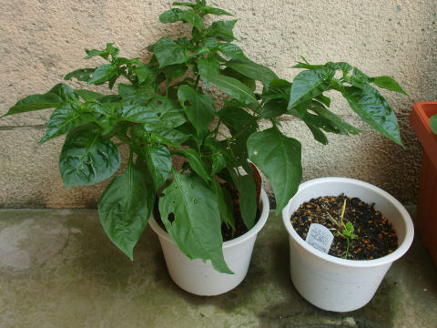 ちなに隣の鉢はパセリ．暑さのせいか枯れてきたので枝を全部落とした．最近若葉が生えてきた．