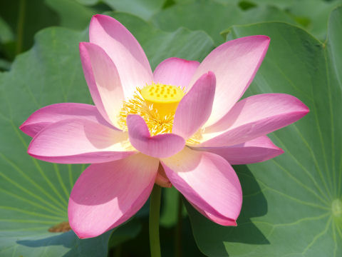 例によってアップ