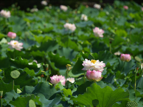 その結果ほとんどがボケ