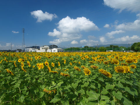 うなだれるひまわり