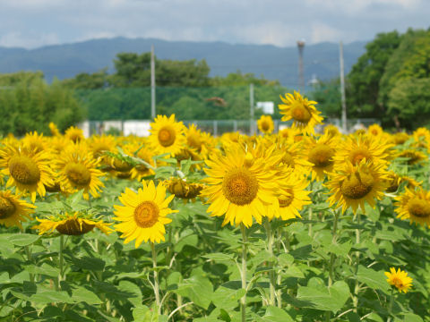 やっぱり下を向きがち