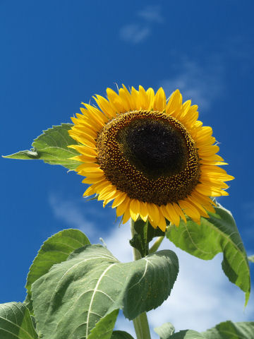 朝日が昇る方を向く花