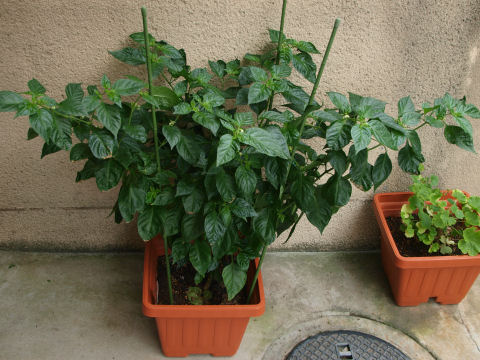 支えが必要なほど・・・というか日陰がちだから幹が真っ直ぐならなかったのかも