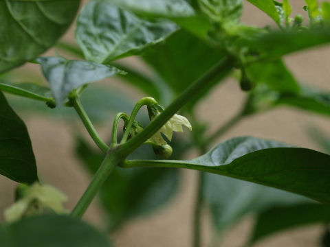 いっぱい咲いてるけどどれも外向いてないので撮れない