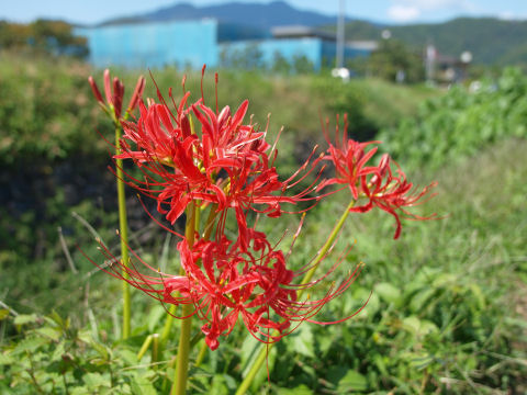 背後はイマイチか