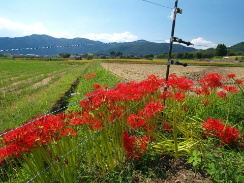 触るとどうなるのかちょっと興味
