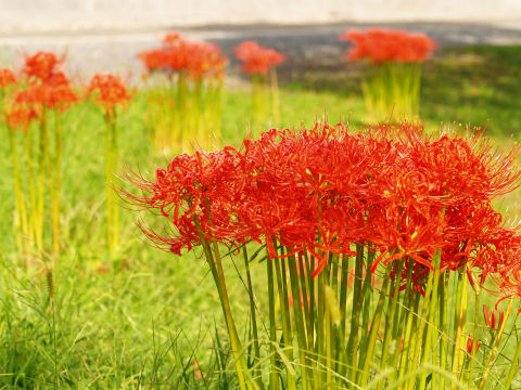 アリが多かった