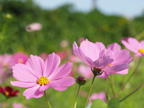 といってもこの写真は2年前のもの