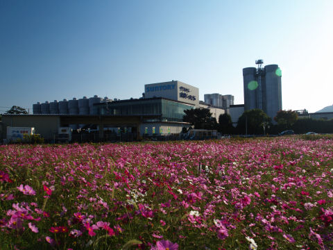 フレーム右側のすぐ外に太陽があるのでキラキラ発生