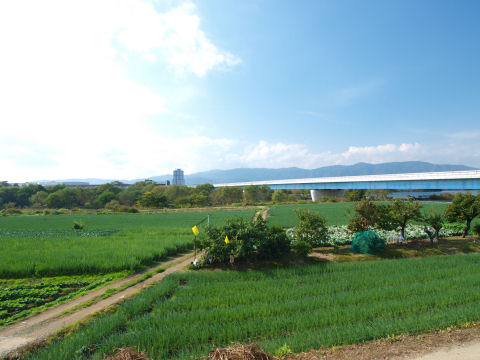 写真ではそんな青々してない