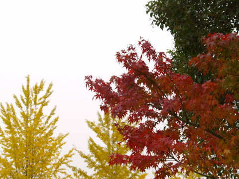 赤，黄，緑のハーモニー