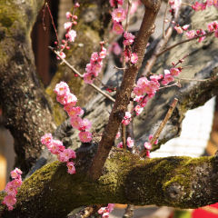 ちょっと花が少なかったかな