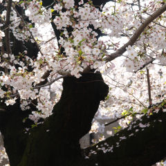 3月と構図が似てしまった．あと黒の部分が多い