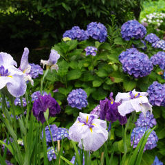 ボケの領域が多かった