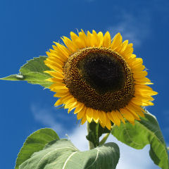 葉っぱがあまり入らなくて残念