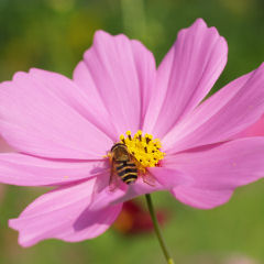 花が全部入らなかった