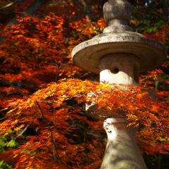 他の真っ赤な紅葉でもよかったかも