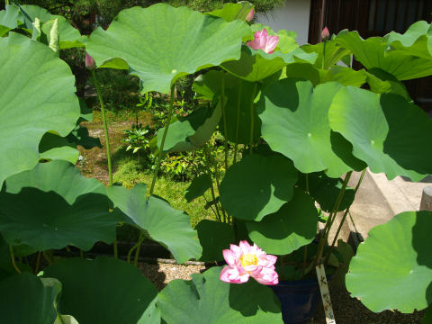 鉢の蓮