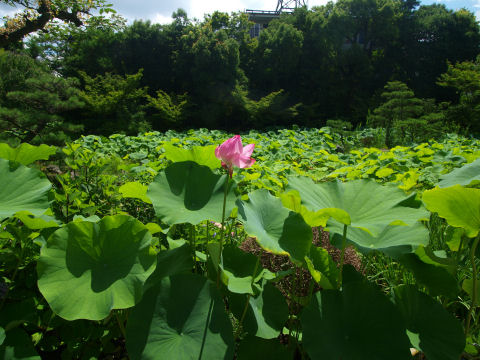池には一面の蓮．